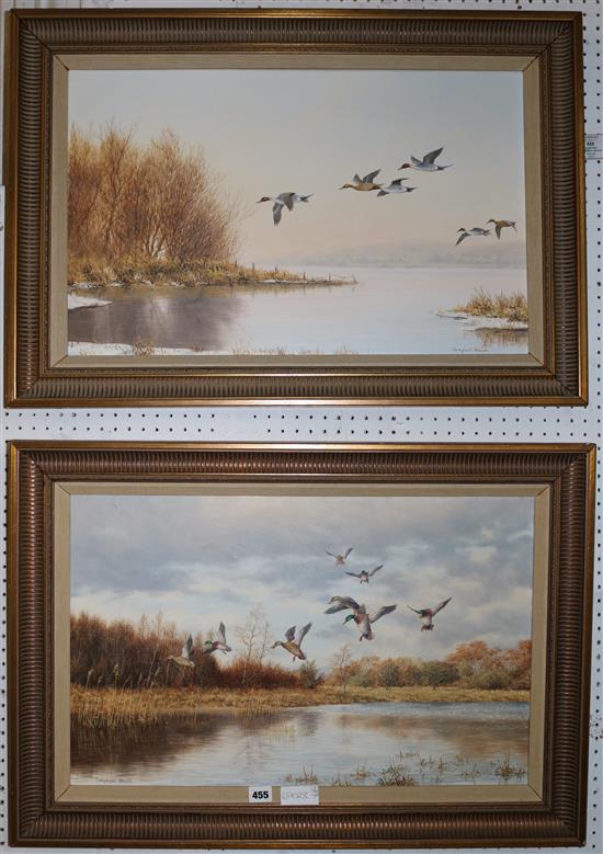 Geoffrey Campbell-Black Mallard over lakes, 16 x 24.5in.